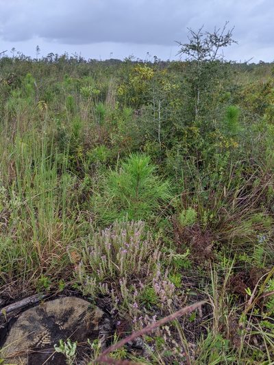 Stachydeoma graveolens, photographed by Scott Allen Davis