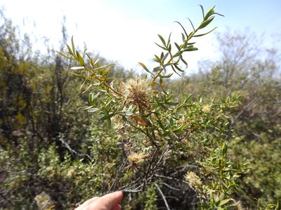Gochnatia glutinosa, photographed by Guillermo Debandi