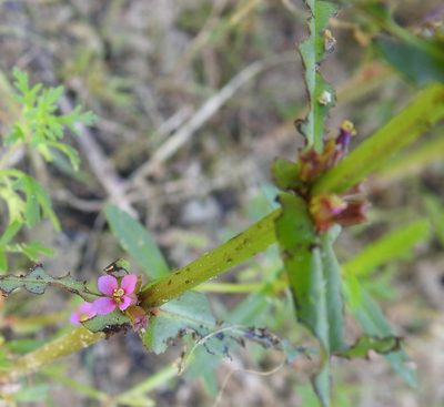 Ammannia coccinea, photographed by saltyhiker