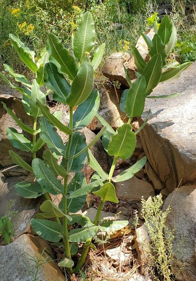 Asclepias lemmonii, photographed by Laura Gaudette