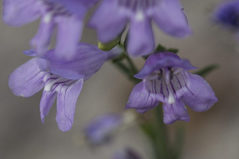 Penstemon virgatus, photographed by Craig Martin
