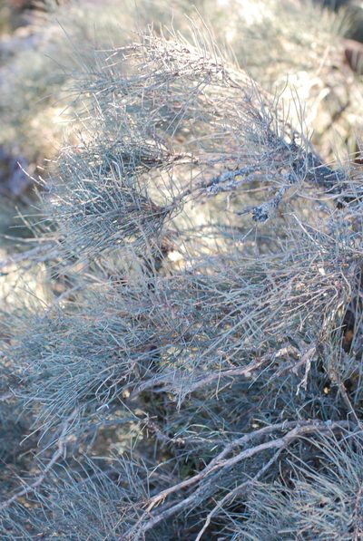Ephedra nebrodensis, photographed by Quentin Groom