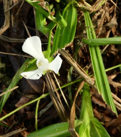 Cipura paludosa, photographed by Helio Lourencini