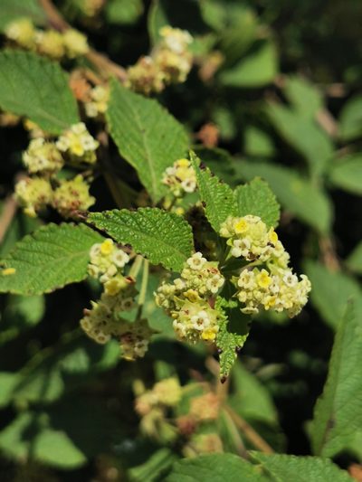 Lippia chiapasensis, photographed by M. Socorro González Elizondo