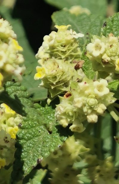 Lippia chiapasensis, photographed by M. Socorro González Elizondo