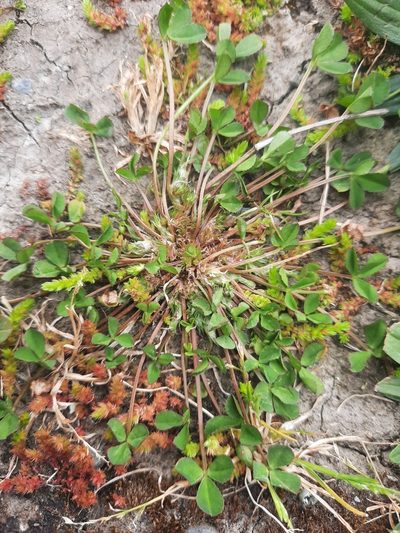 Trifolium suffocatum, photographed by Alice Shanks