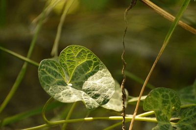 Aristolochia fimbriata, photographed by Andrea Gantzer