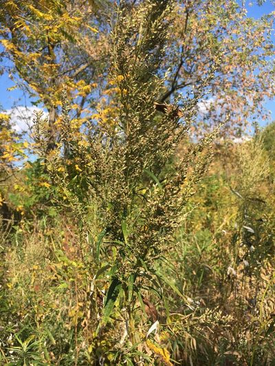 Artemisia serrata, photographed by Rose Zappa