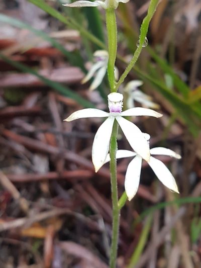Caladenia ustulata, photographed by Vale Jenny Conolly