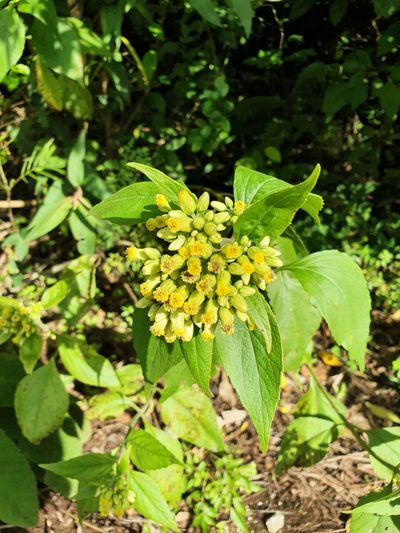 Schistocarpha eupatorioides, photographed by Yolanda M. Leon
