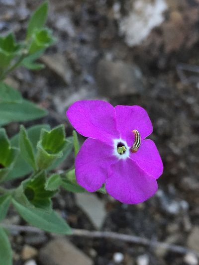 Hunzikeria texana, photographed by Karla M. Benítez