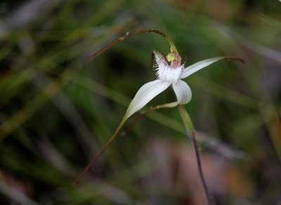 Caladenia venusta, photographed by Peter Crowcroft