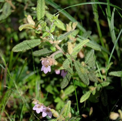 Thomasia petalocalyx, photographed by Peter Crowcroft