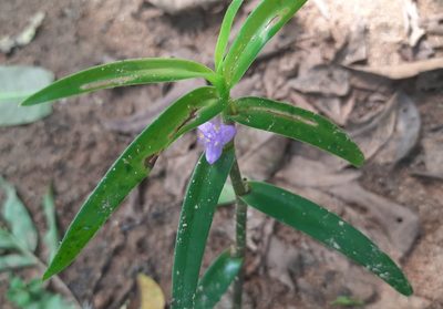 Cyanotis axillaris, photographed by Raja bandi