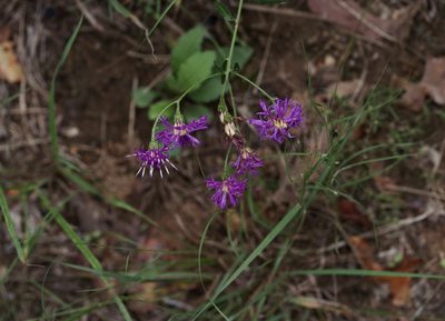 Vernonia texana, photographed by Michelle W. （鍾偉瑋）