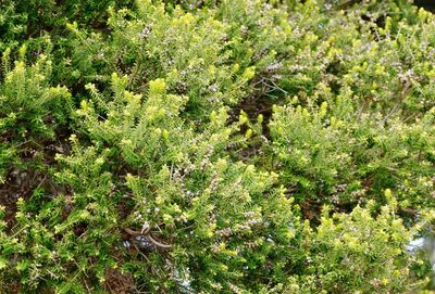Melaleuca lanceolata, photographed by Rod Lowther