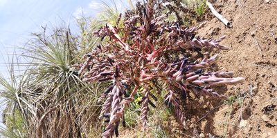 Puya coerulea, photographed by Darío De la Fuente