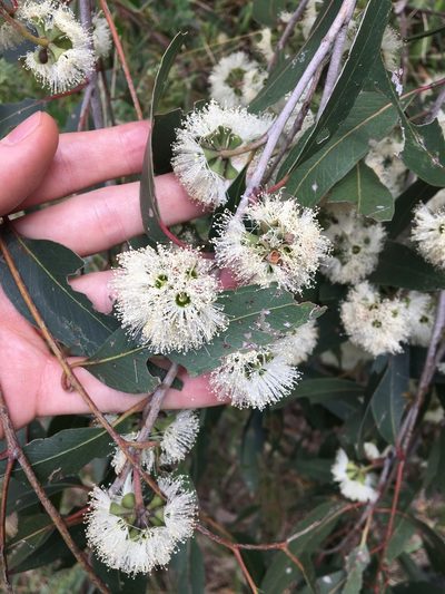 Eucalyptus eugenioides, photographed by Thomas Mesaglio