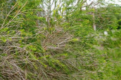 Melaleuca armillaris, photographed by Rod Lowther