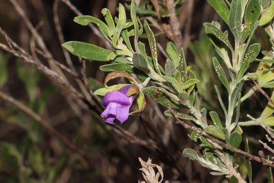 Eremophila occidens, photographed by T. Hammer