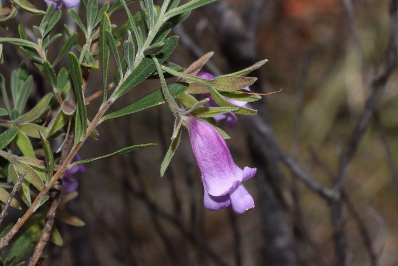 Eremophila occidens, photographed by T. Hammer