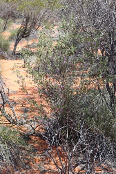 Eremophila occidens, photographed by T. Hammer