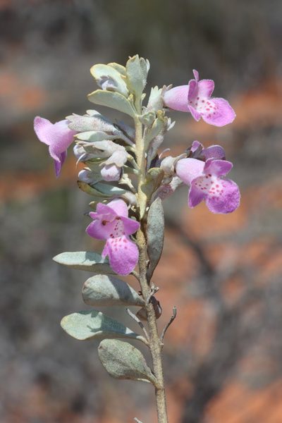 Quoya atriplicina, photographed by T. Hammer