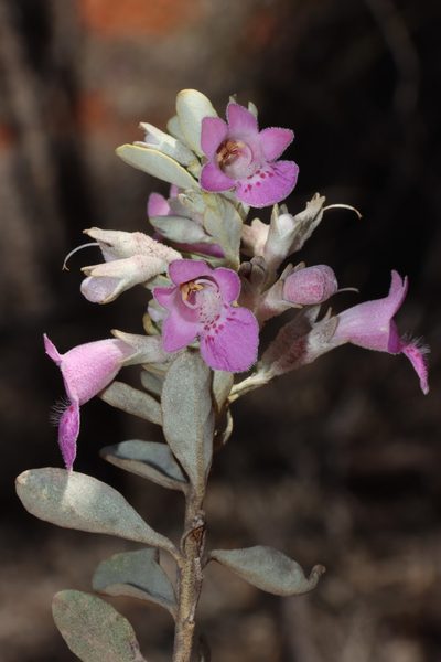 Quoya atriplicina, photographed by T. Hammer