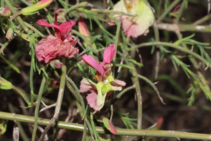 Leschenaultia linarioides, photographed by T. Hammer