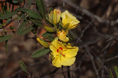 Labichea lanceolata, photographed by T. Hammer