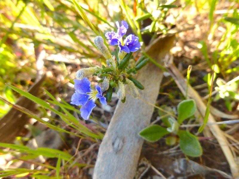 Dampiera rosmarinifolia, photographed by Kiri Bee