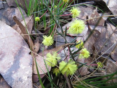Acacia aculeatissima, photographed by Elspeth Swan