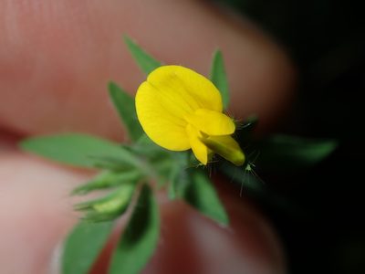 Lotus angustissimus, photographed by Thomas Mesaglio