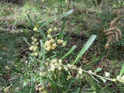 Acacia stricta, photographed by Elspeth Swan