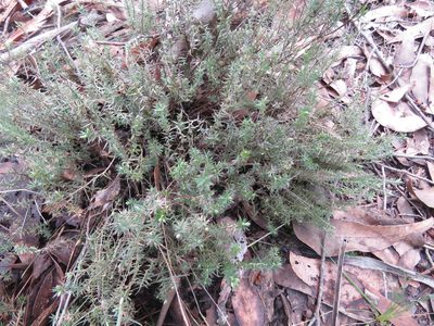 Acrotriche serrulata, photographed by Elspeth Swan
