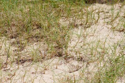 Distichlis distichophylla, photographed by Rod Lowther