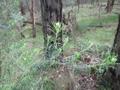 Cassinia aculeata, photographed by Elspeth Swan