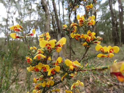 Dillwynia ramosissima, photographed by Elspeth Swan