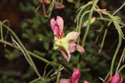 Leschenaultia linarioides, photographed by T. Hammer