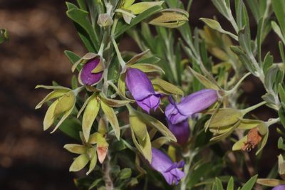 Eremophila occidens, photographed by T. Hammer