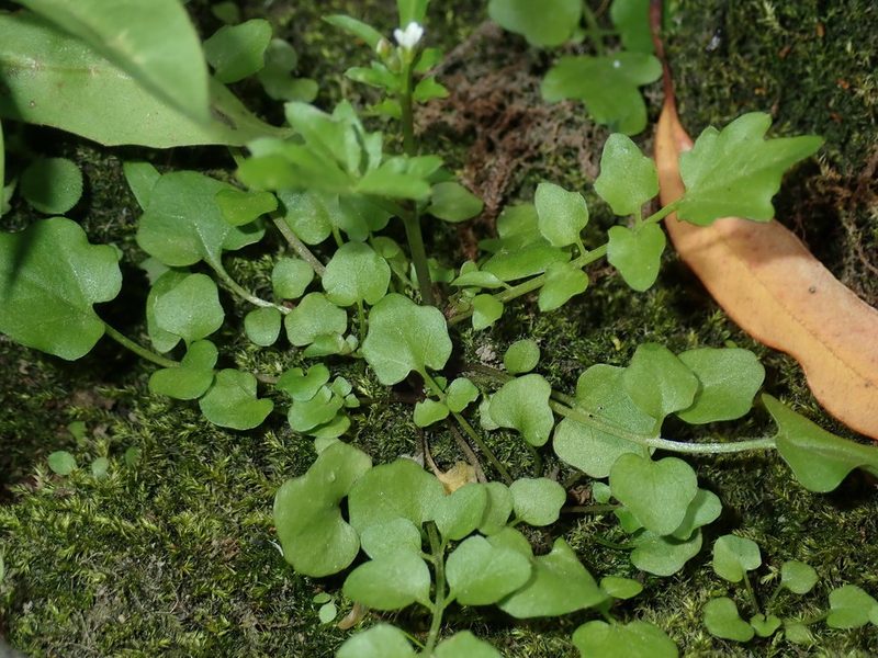 Cardamine paucijuga, photographed by Thomas Mesaglio