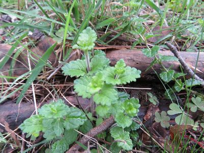 Veronica calycina, photographed by Elspeth Swan