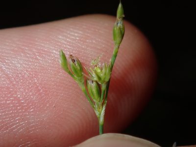 Juncus subsecundus, photographed by Thomas Mesaglio