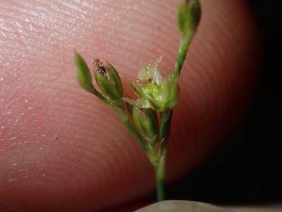 Juncus subsecundus, photographed by Thomas Mesaglio