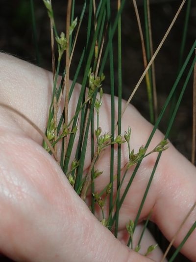 Juncus subsecundus, photographed by Thomas Mesaglio