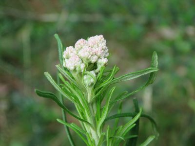 Cassinia aculeata, photographed by Elspeth Swan