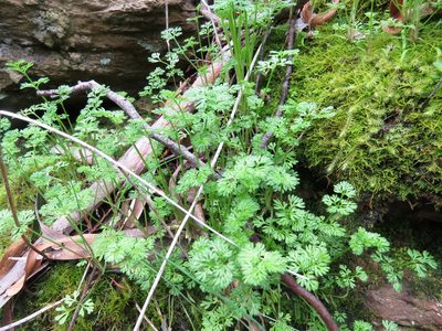 Daucus glochidiatus, photographed by Elspeth Swan