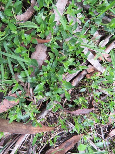 Opercularia ovata, photographed by Elspeth Swan
