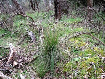 Poa labillardierei, photographed by Elspeth Swan