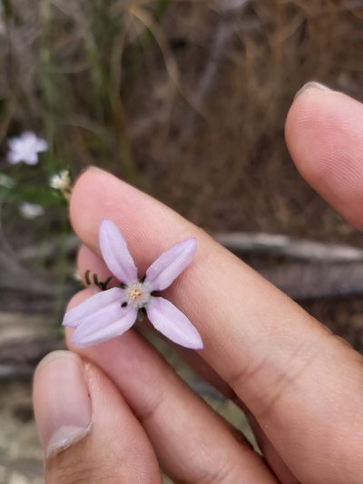 Philotheca reichenbachii, photographed by Tim
